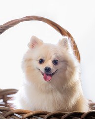 Pomeranian dog in a basket, studio portrait on white background.