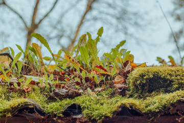 Overgrown moss, leaves, and weeds covering an old rooftop, creating a natural and rustic scene with autumnal colors and textures