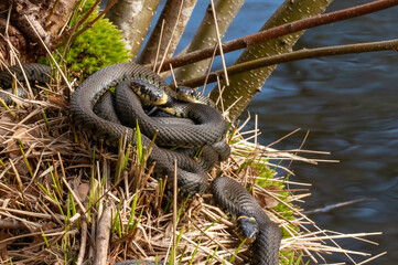 Close up of groep of grass snakes during mating season