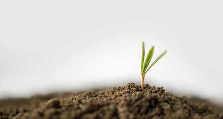 Macro shot of a single seedling on the left with copy space on the right. New life concept with small plant sprouting from the ground. Shallow depth of field with selective focus.