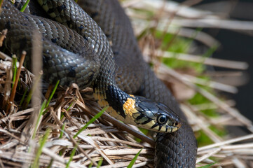 Close up of grass snakes during mating season