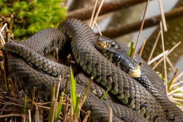 Close up of grass snakes during mating season