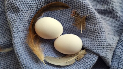 white chicken eggs with feathers on a blue background