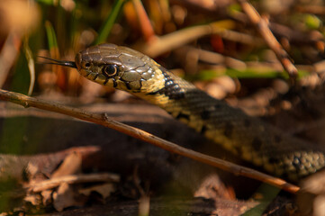 closeup of a single grass snake with its tongue out
