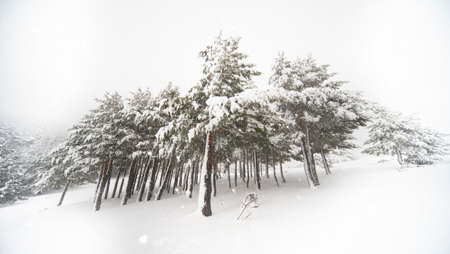 Aleppo Pines Blanketed in Snow at Guadarrama National Park