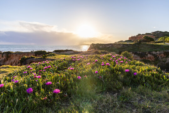 Cliffs on the Atlantic Ocean. Warm sunset in a landscape shot with purple flowers - Carpobrotus acinaciformis. Red cliffs with stunning formations on Praia da Falésia beach, Algarve, Portugal - Powered by Adobe