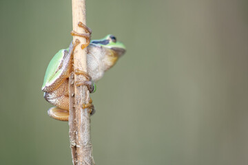 Common Tree Frog (Hyla arborea) perched in vegetation at the edge of the forest