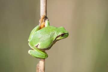 Common Tree Frog (Hyla arborea) perched in vegetation at the edge of the forest