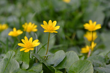 'Caltha palustris ' ,marsh-marigold (kingcup) yellow blooming spring wild flowers from buttercup family plant .Closeup photo outdoors. Awakening of nature,  spring environment .