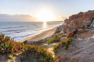 Cliffs on the Atlantic Ocean. Warm sunset in a landscape shot with purple flowers - Carpobrotus acinaciformis. Red cliffs with stunning formations on Praia da Falésia beach, Algarve, Portugal