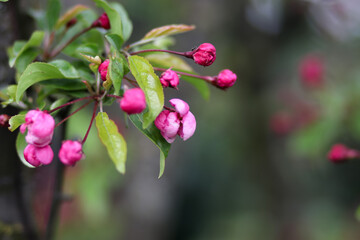 Pink Flower Buds in Spring