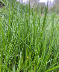 A Stunning CloseUp of Lush Green Grass Captured in the Heart of Natures Beauty