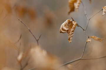 brown leaves of a tree, autumn colours in the forest, bright brown colours in autumn, dark background, withered leaves on a tree