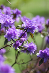 Vibrant Purple Rhododendrons