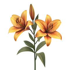 Free lily flower three-dimensional rendering transparent background PNG