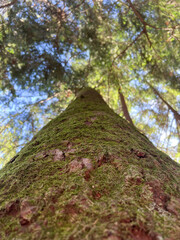 Fototapeta premium Admiring a Majestic, MossCovered Tree Standing Tall Amidst Natures Beauty and Glory