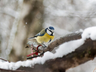 tit sitting on a branch in the forest in winter