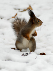Squirrel stands on its hind legs in the snow. Wildlife