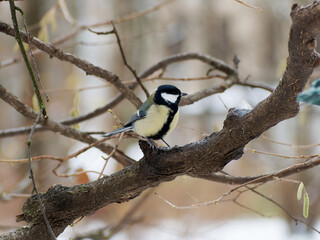 tit sitting on a branch in the forest in winter