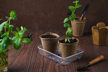 Mint stems with roots planted in peat pots with soil on a brown wooden background. Reproduction of...