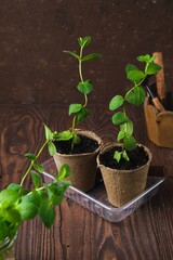 Mint stems with roots planted in peat pots with soil on a brown wooden background. Reproduction of plants by rooting in water.