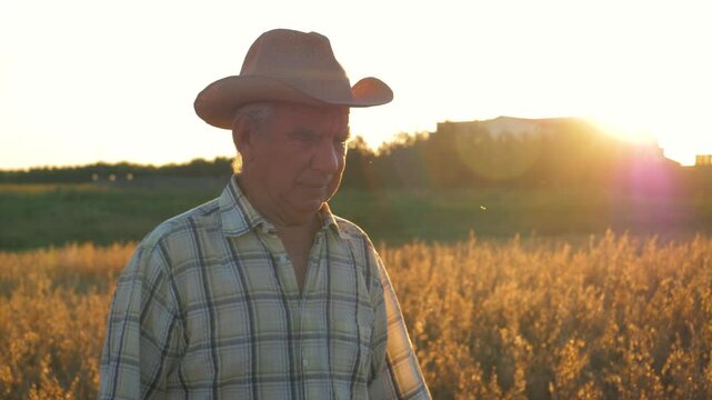 Golden hour illuminates serene agricultural landscape. Senior farmer wearing a cowboy hat walking pensively amidst a mature wheat field, contemplating the fruits of his labor. Old man walking