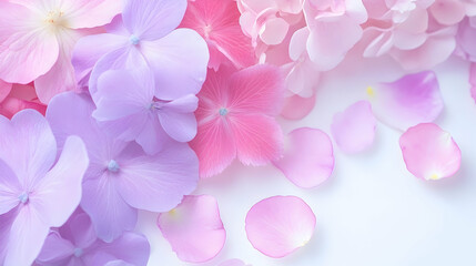 Pastel pink and purple hydrangeas and rose petals on white background