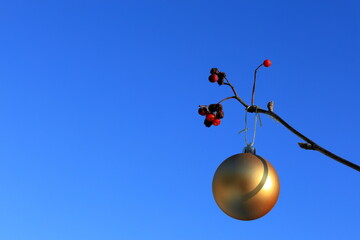 Golden Christmas ball at rowan berry tree. Shiny ornament. Blue sky as background.