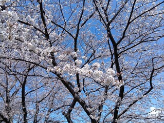 晴れた日の青空と桜