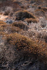 Detail of Mediterranean thyme growing on a coast of Crete island