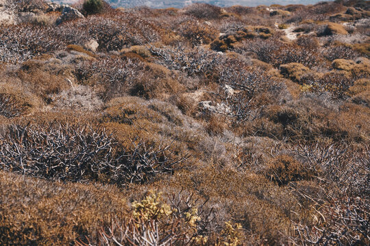 Landscape with shrubby Mediterranean vegetation in a type of macchia