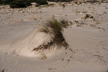 Grasses with long leaves almost buried in the sand on the Mediterranean coast near elafonisi beach