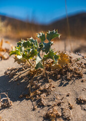 Close-up of pioneer plants growing on sand