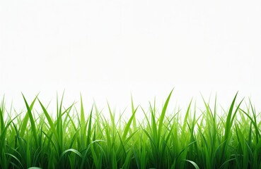 Obraz premium Green grass blades against white background. Fresh blades of grass create natural border. Vibrant green colors, simple composition ideal for eco tech projects spring, summer, lawn, garden nature
