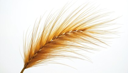 Isolated dried yellow grass plant with transparent background. Detailed close-up, neutral white backdrop. Suitable for eco-friendly tech nature presentations. Ideal for advertising products, autumn