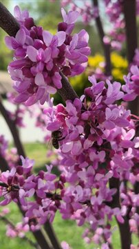 Bee collecting nectar from blossomed branch