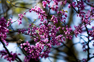 redbud blooming in spring