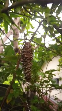 Abbot's bagworm moth, Oiketicus abbotii, stick cocoon hanging from tree branch swaying in the wind