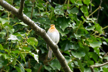 European robin (Erithacus rubecula) sitting on a tree branch in Zurich, Switzerland