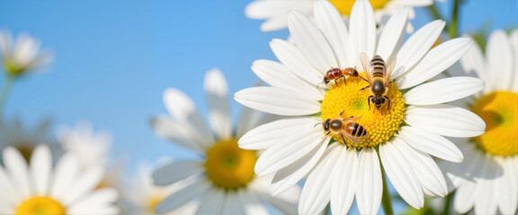Obraz premium Ants and bees exploring white daisies in nature, vibrant ecology