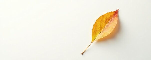 A single leaf falls gently on a white background, peaceful scene, serenity, isolated leaf falling