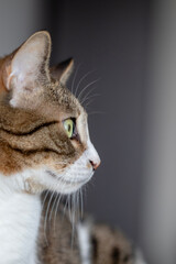 cat portrait, close up, cute house cat.