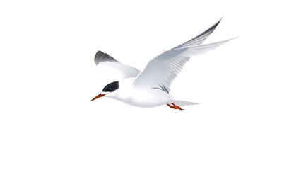Obraz premium Arctic Tern Bird