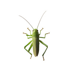 Green Katydid Insect Macro