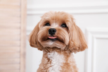 Cute Maltipoo dog at home. Lovely pet