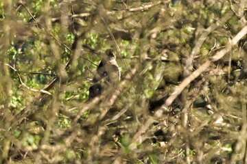 Bird of prey hidden in the bush. Nature of Czech republic.