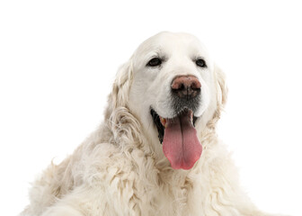 Cute Golden Retriever dog on white background