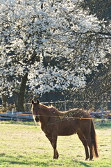 Brown horse on the pasture in coutryside. Small farm in Czech republic. Blossoming tree in the background. Springtime mood.