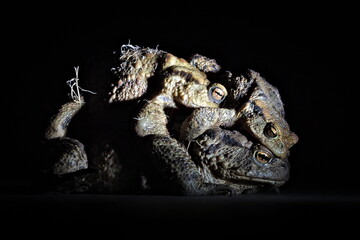 Group of common toad bufo bufo during mating. Pair of huge czech frog during mating season in deep night. Two males and one female. Animal sex life.