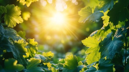 A close-up image of a green leaf illuminated by sunlight, featuring detailed veins and a gentle background blur